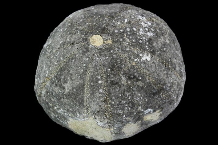 Fossil Sea Urchin (Eucosmus) - Morocco #107993